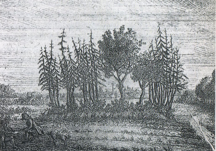 Friese opstalboom waarbij recht werd gesproken en oorkonden werden geschreven. © 1790 Conrad Bernhard Meyer