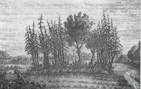 Friese opstalboom waarbij recht werd gesproken en oorkonden werden geschreven. © 1790 Conrad Bernhard Meyer